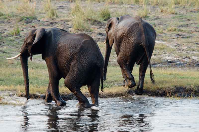 Elefante - parque nacional de Chobe - Botswana - cruzando un rio 8.jpg